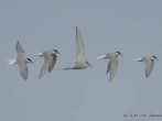 Terns Terns